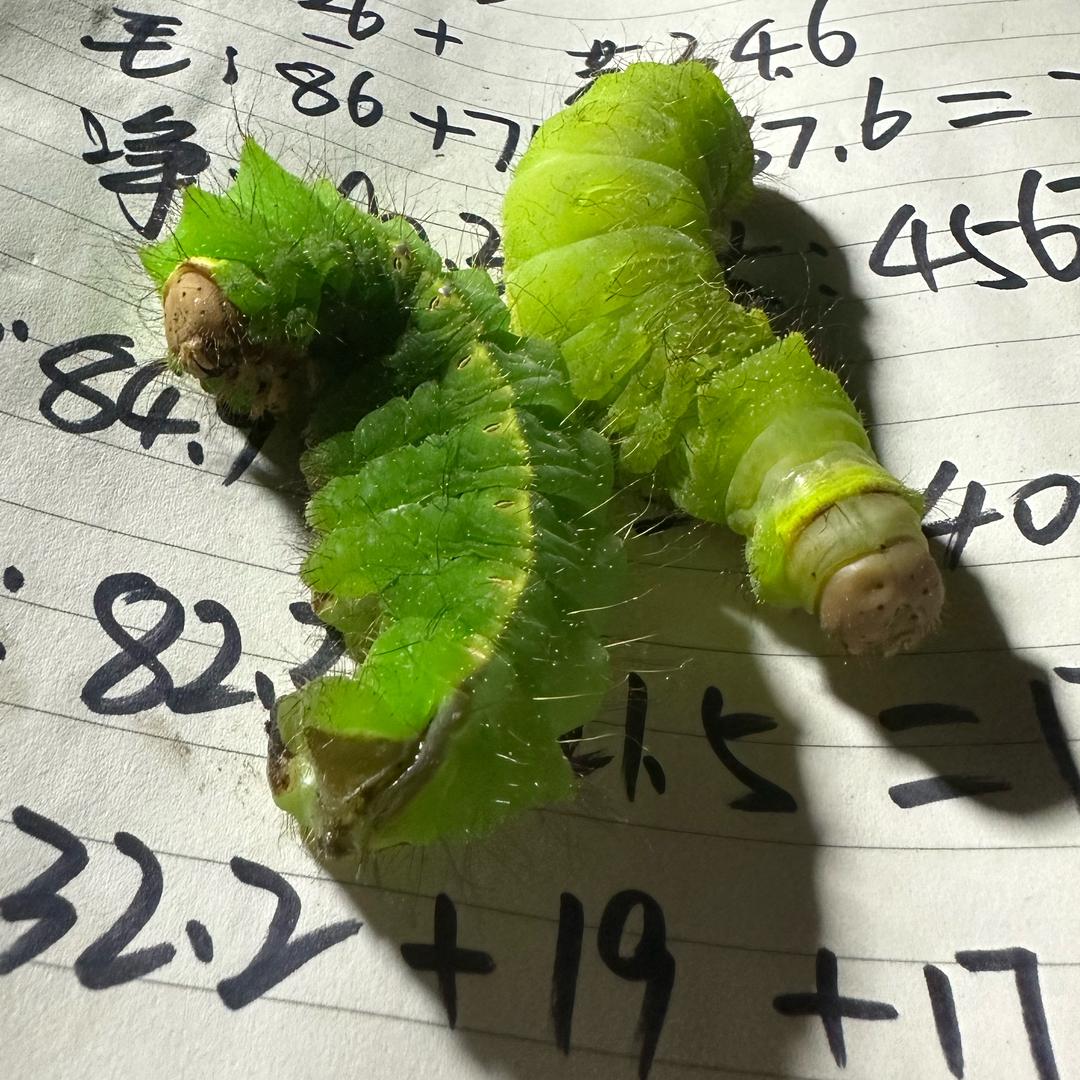 大石桥郭家活蚕蛹批发零售