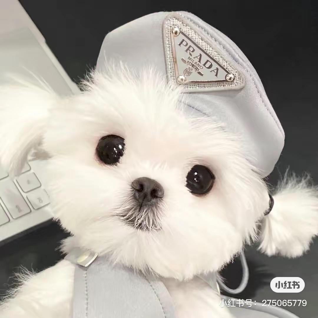 小绵羊爱吃汉堡