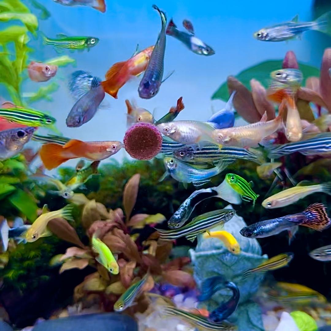 萌宝水族观赏鱼