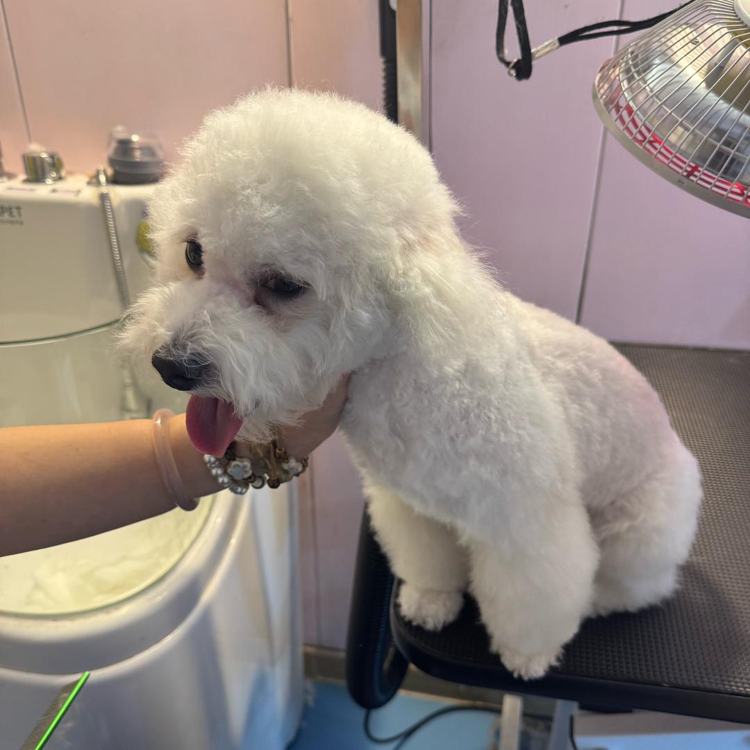 冰皮汤圆多乐乐