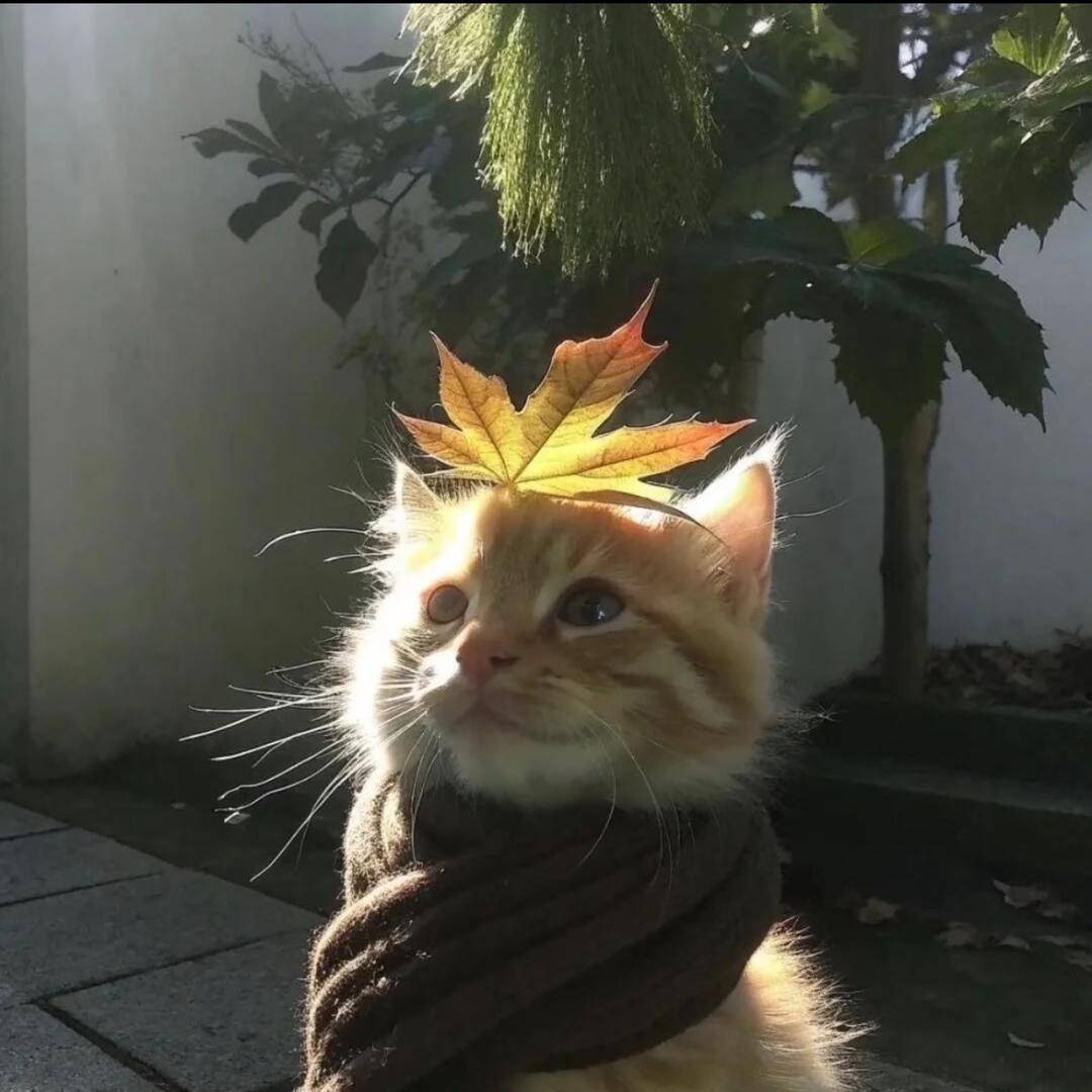 阿茶.（🐟🌧️）