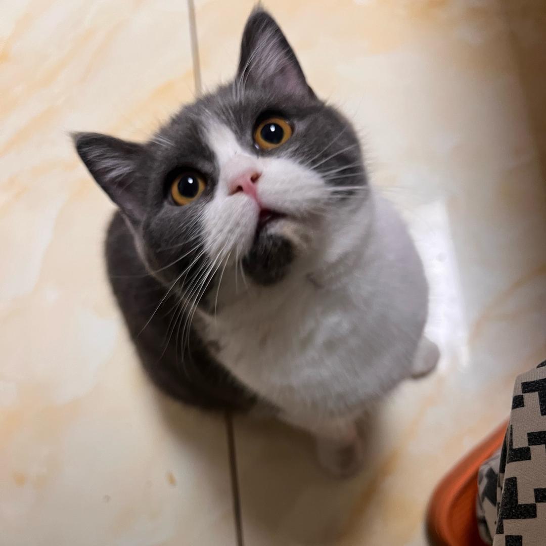 巷子里的猫🐱