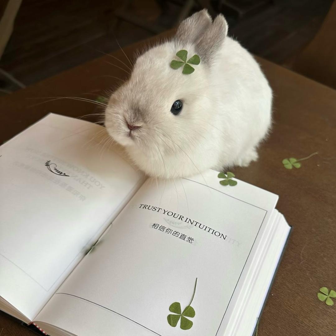 综上所述你是笨蛋