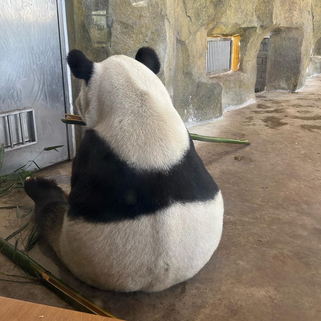 一只小高okk