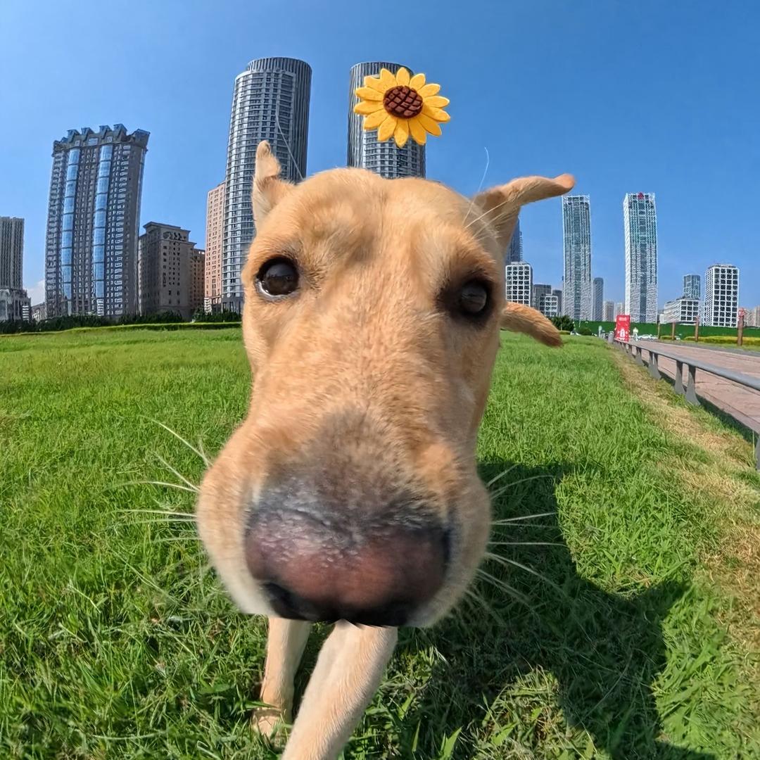 三只狗萌宠（土豆）