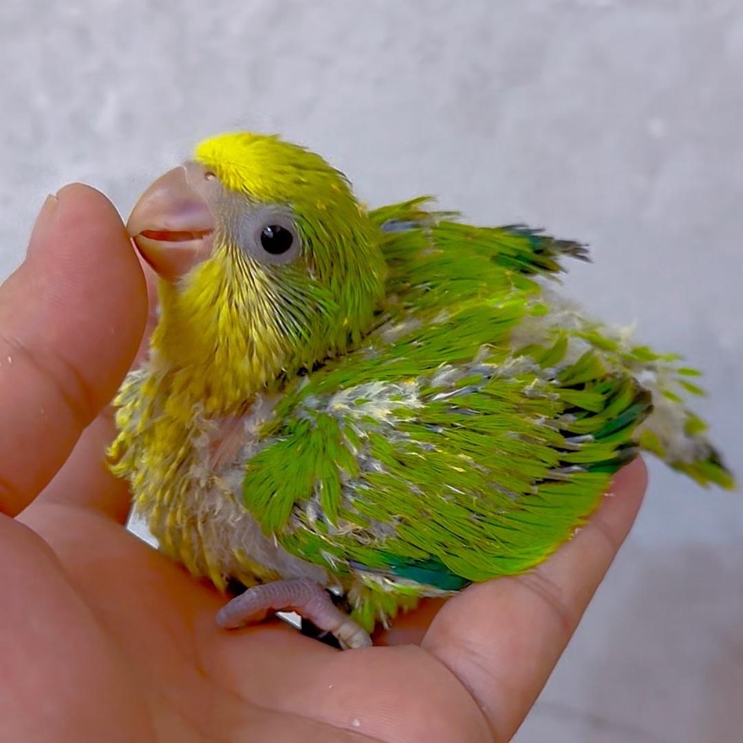 @拾贰大号牡丹@