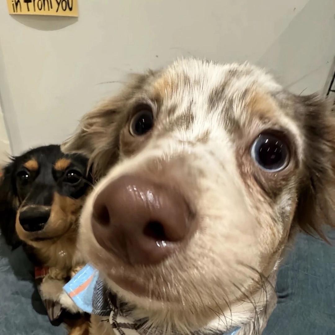 苦练跑篮🐕