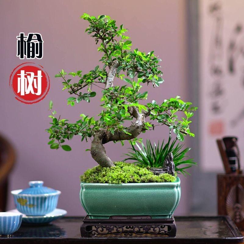 兰艺花卉绿植