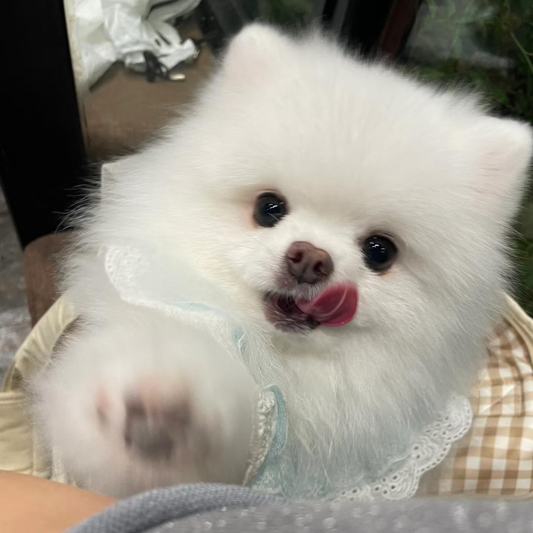 小鱼將軍