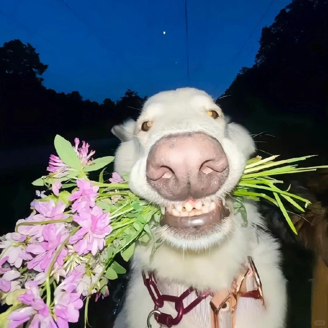 ᴀ