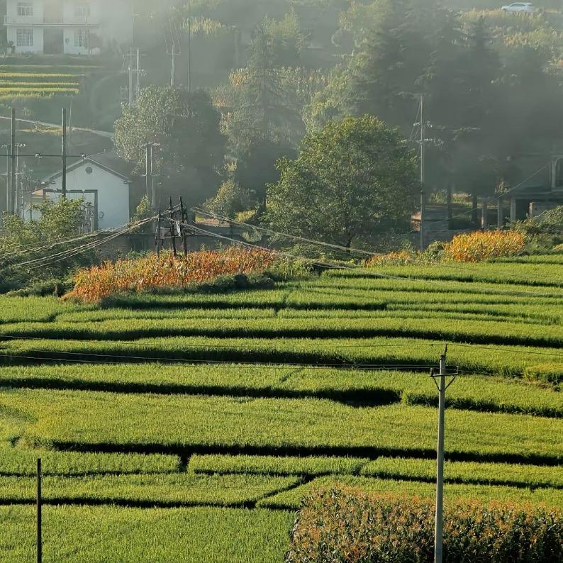 阿虎严选山货来哟