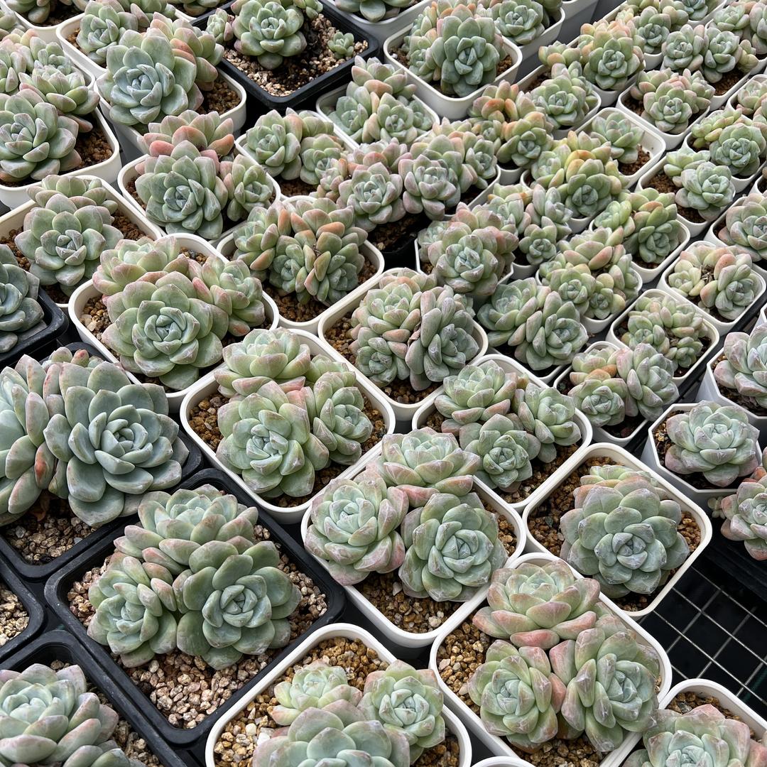晴朗多肉