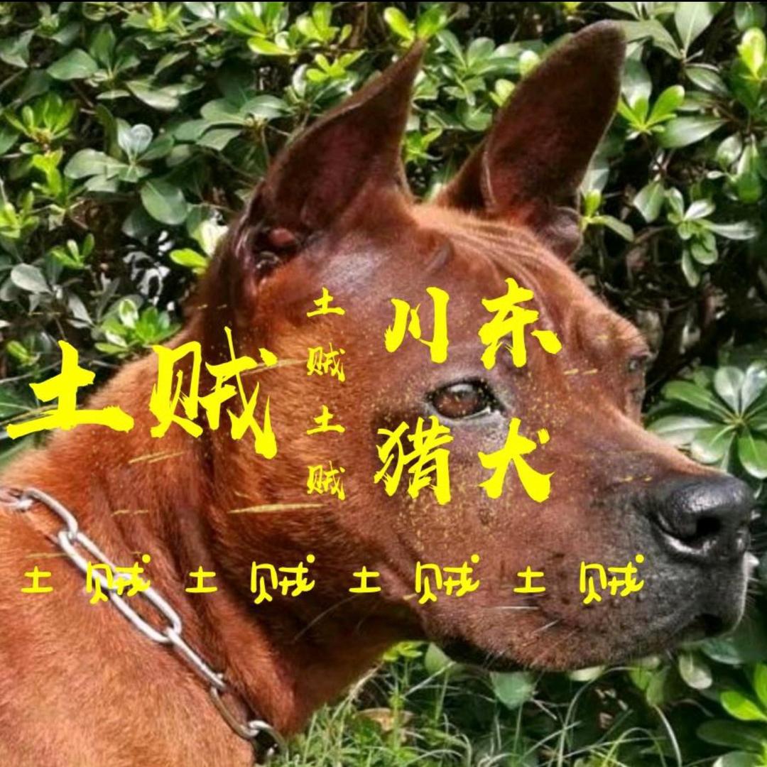 土贼川猎