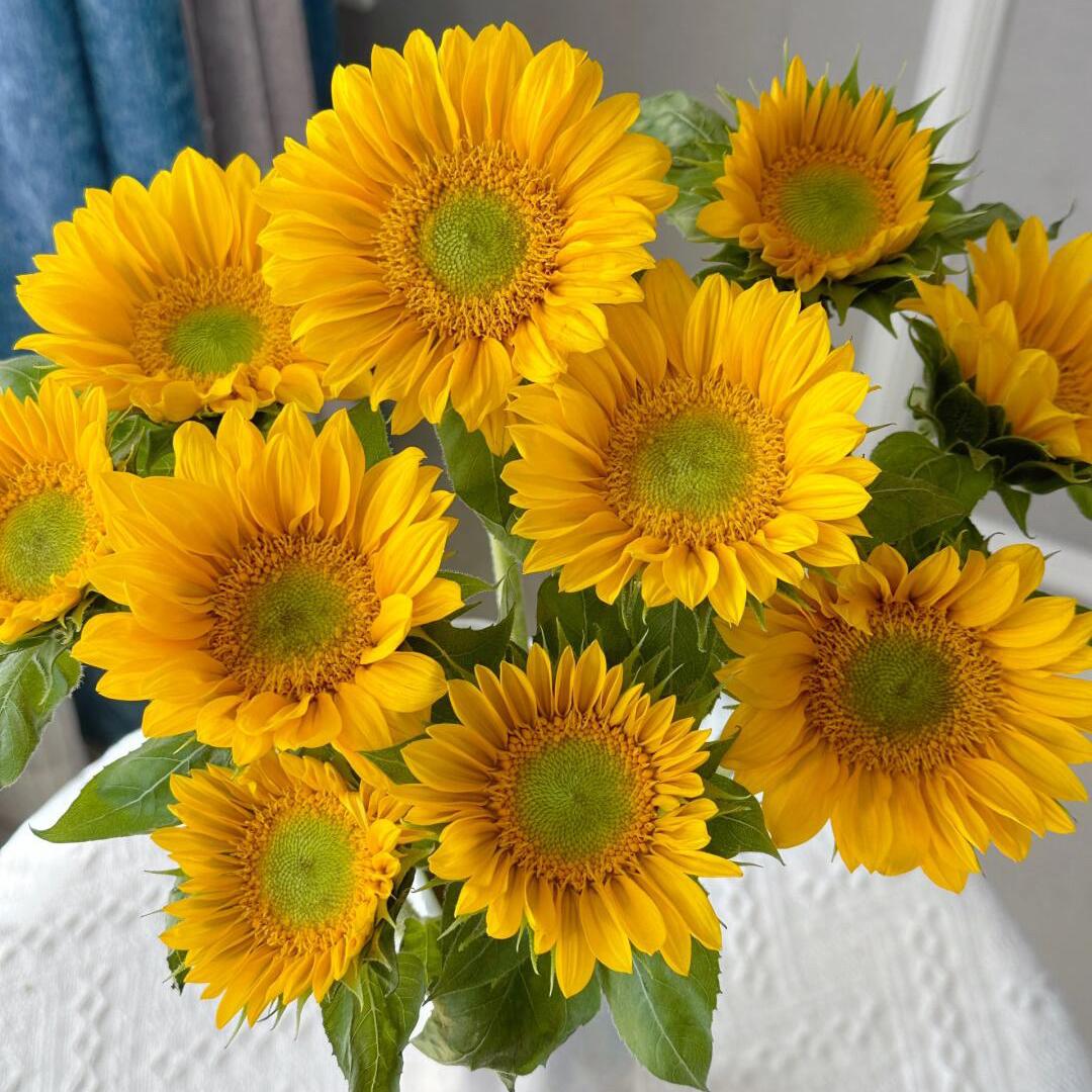 小辉家居花
