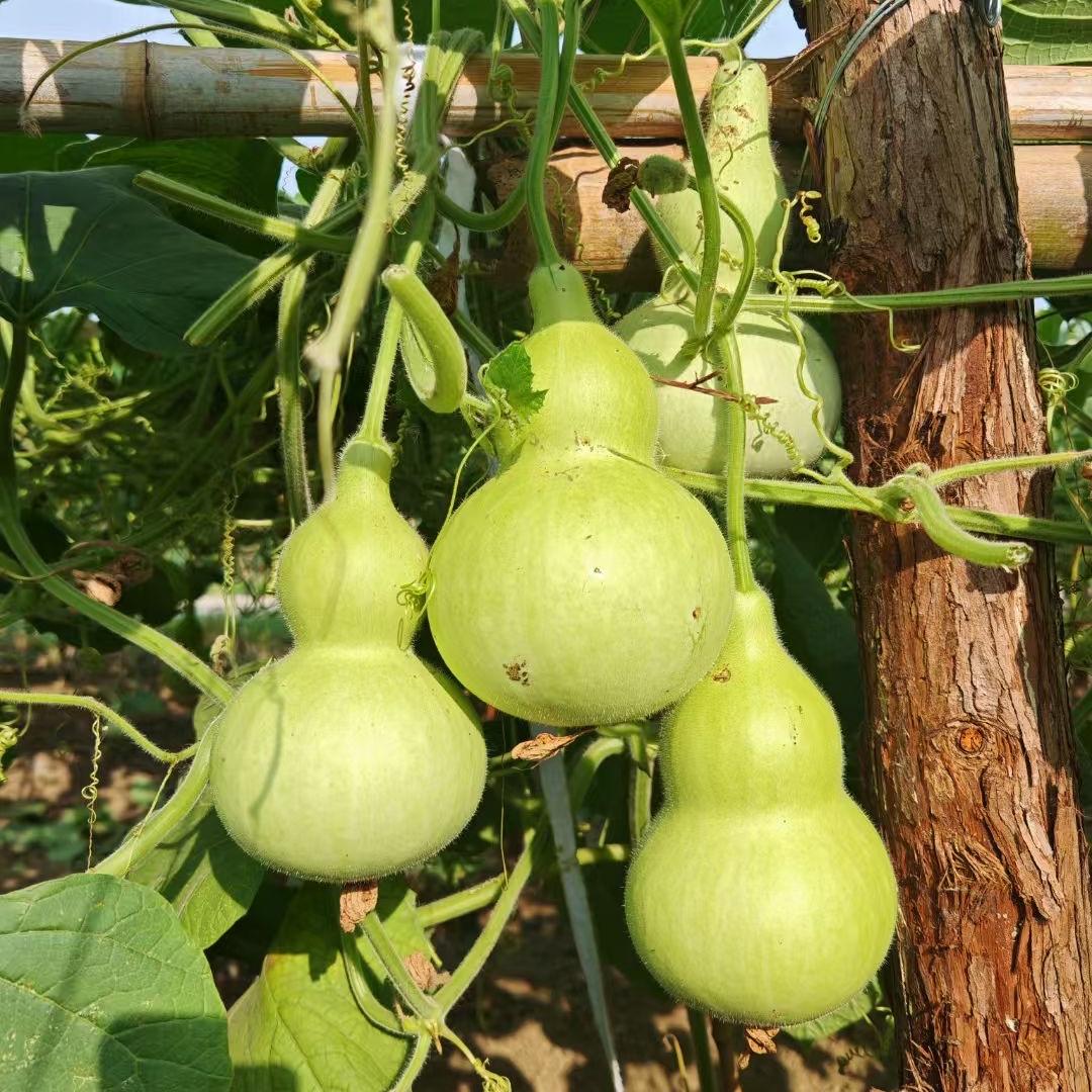 玉皇专属葫芦铺子