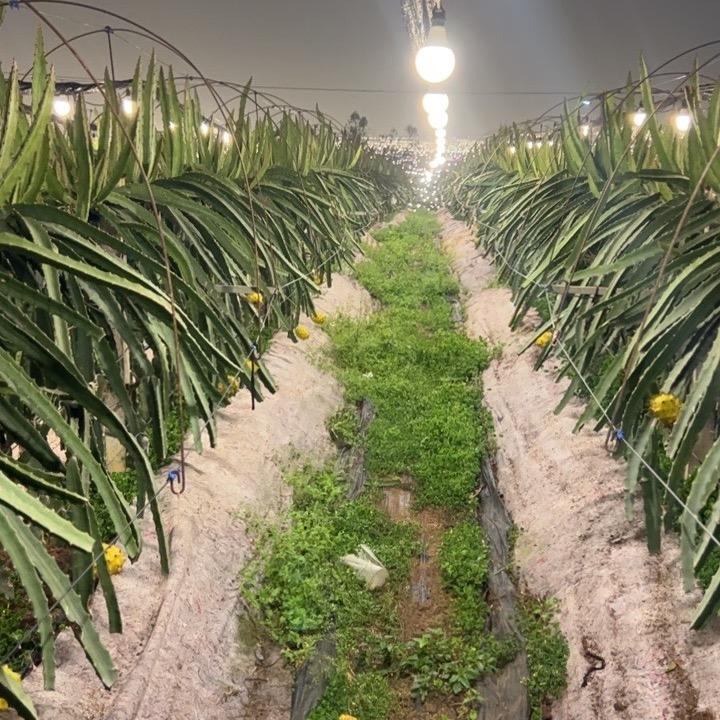 我爱吃水果