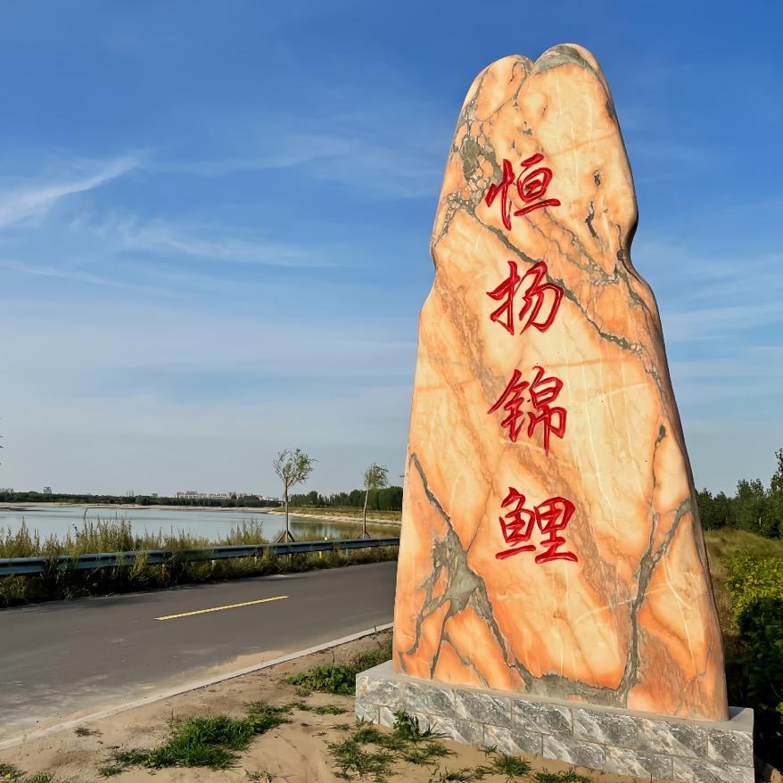 恒扬锦鲤