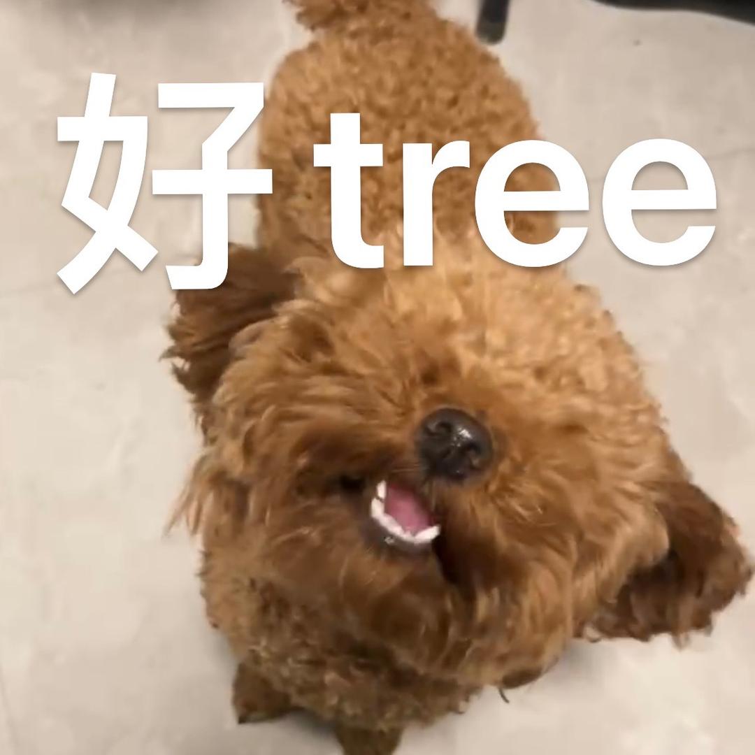 棕色小狗爱吃芝士饼干