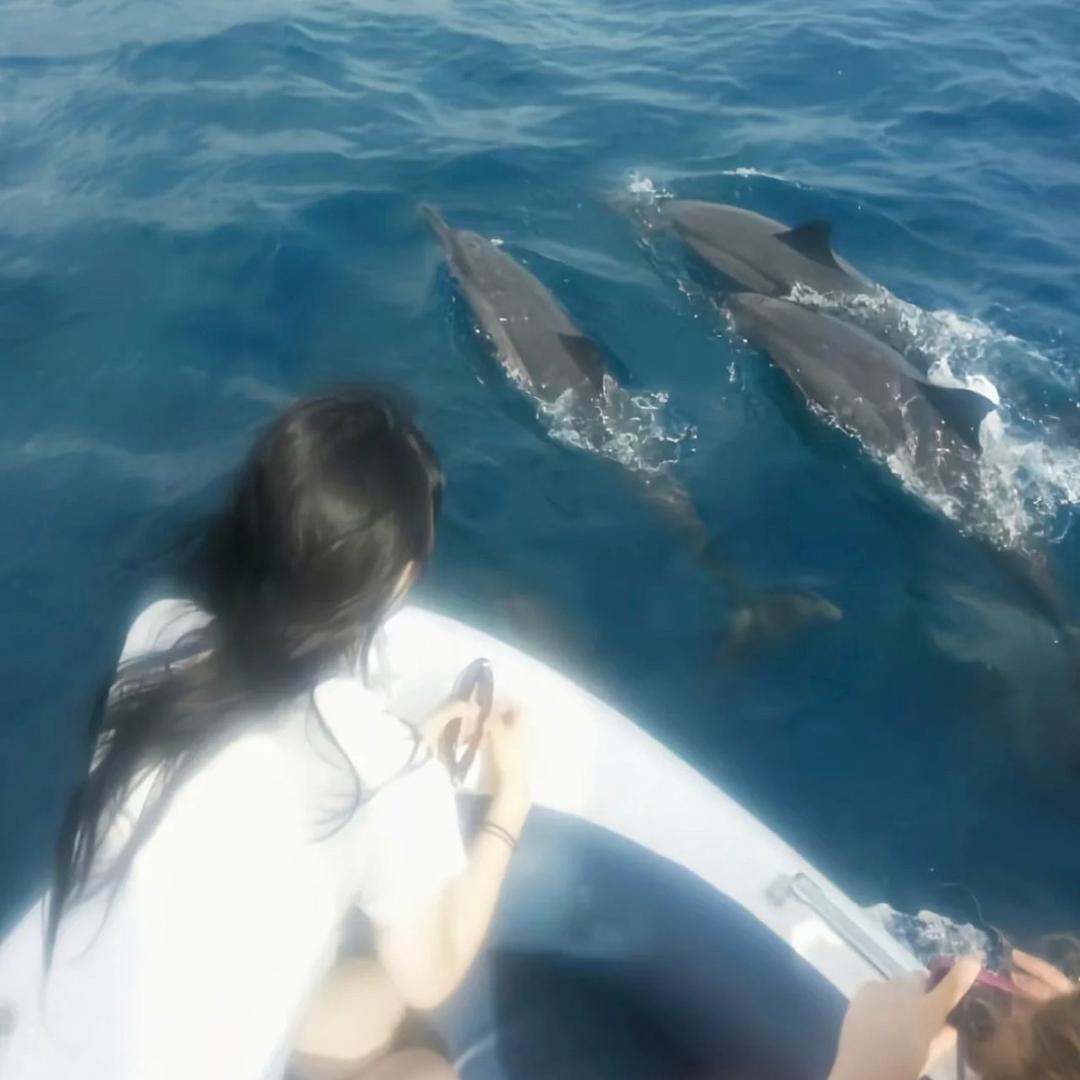 向日癸（葵）💦