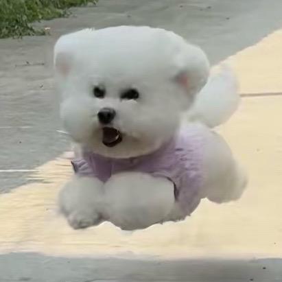 猫猫.