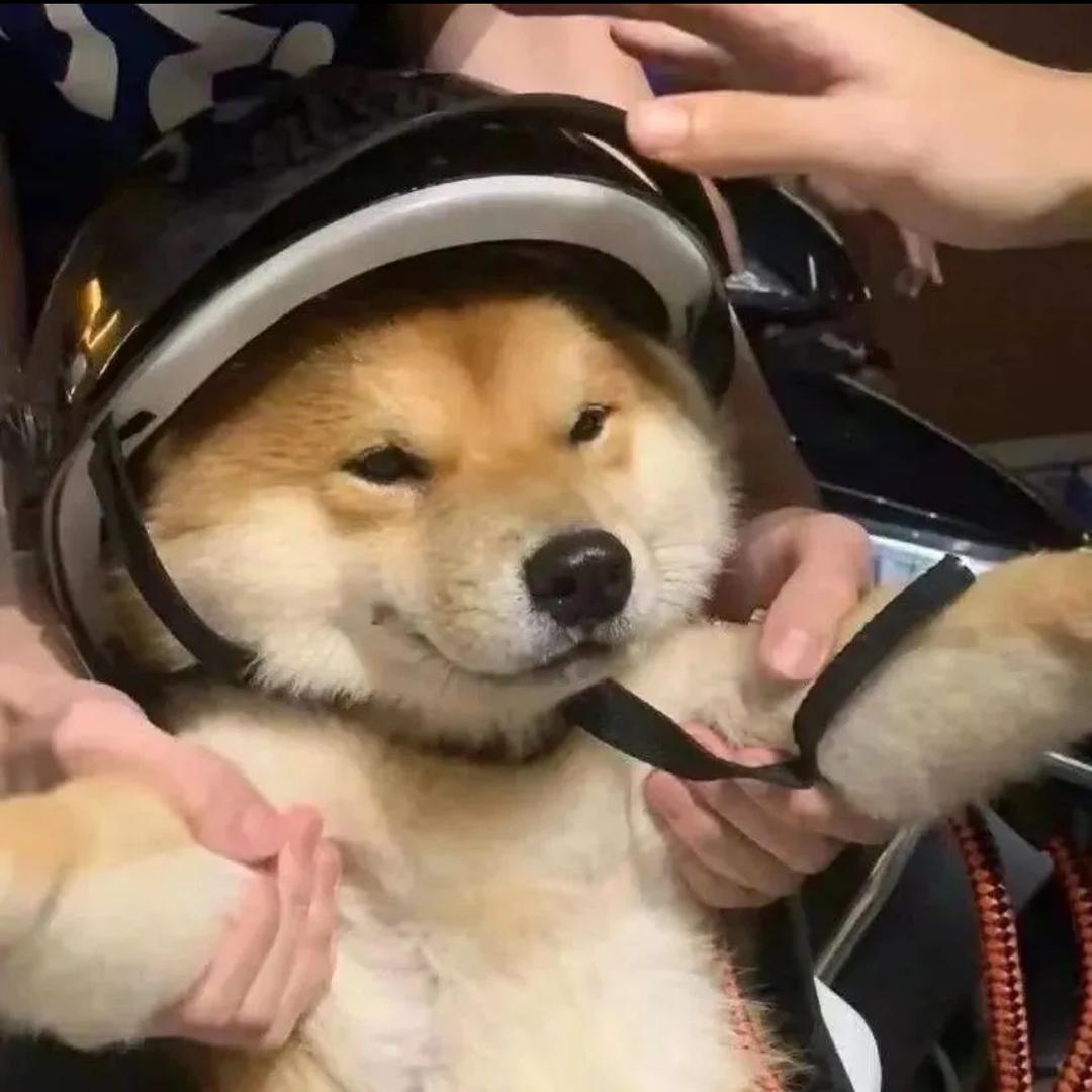 爱玩的狗子