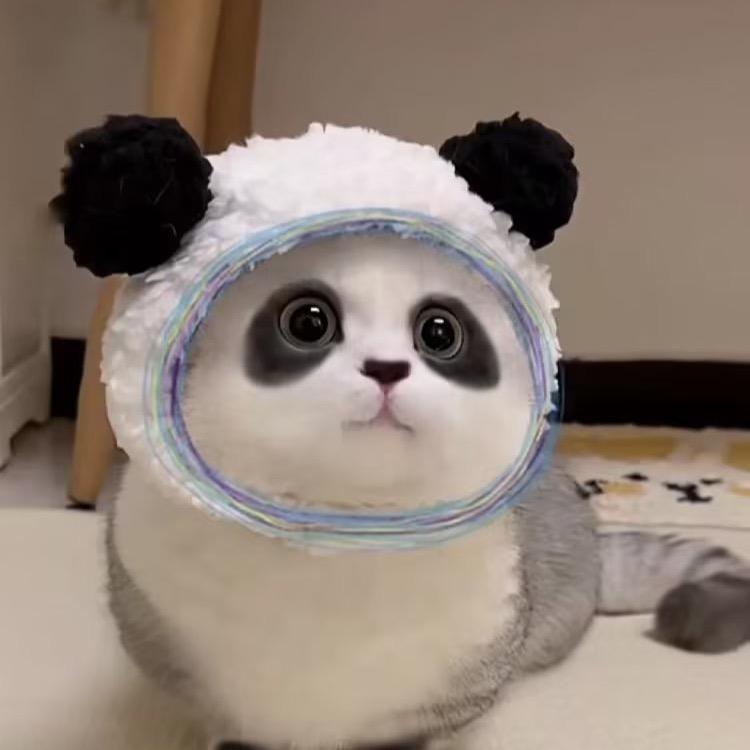 包赢