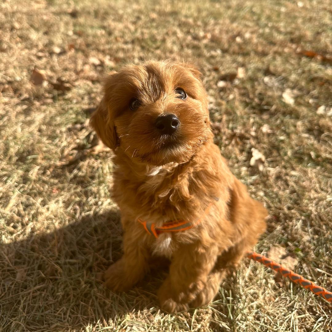 黄是黄豆豆的黄
