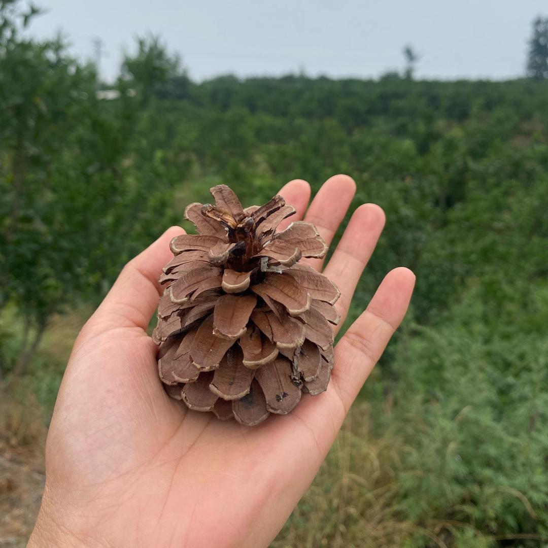岁月静好