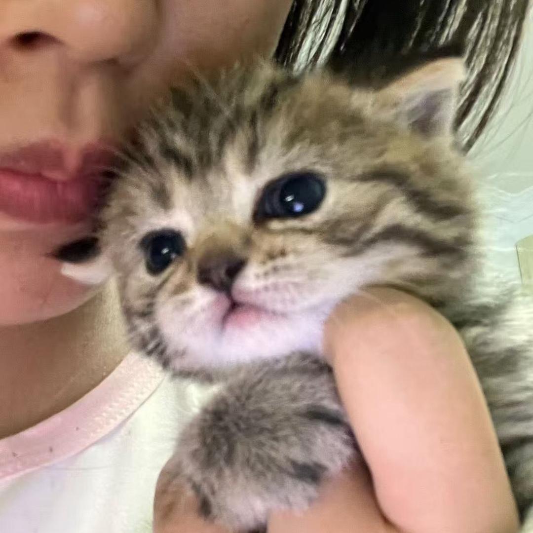 蛋卷儿