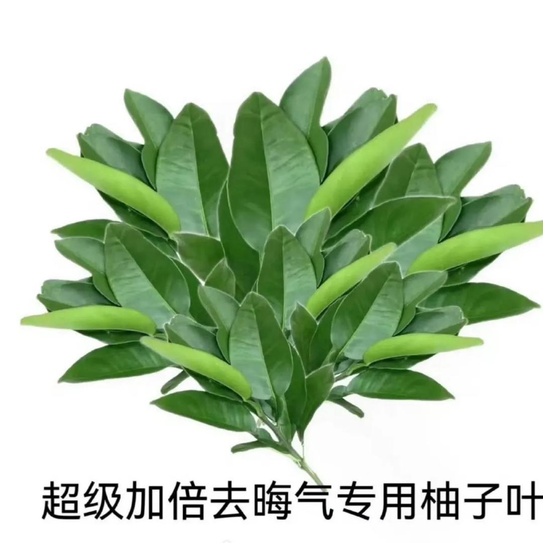 木木木头pomelo leaf