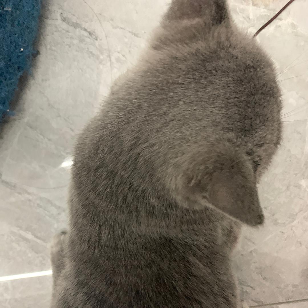古墓丽影