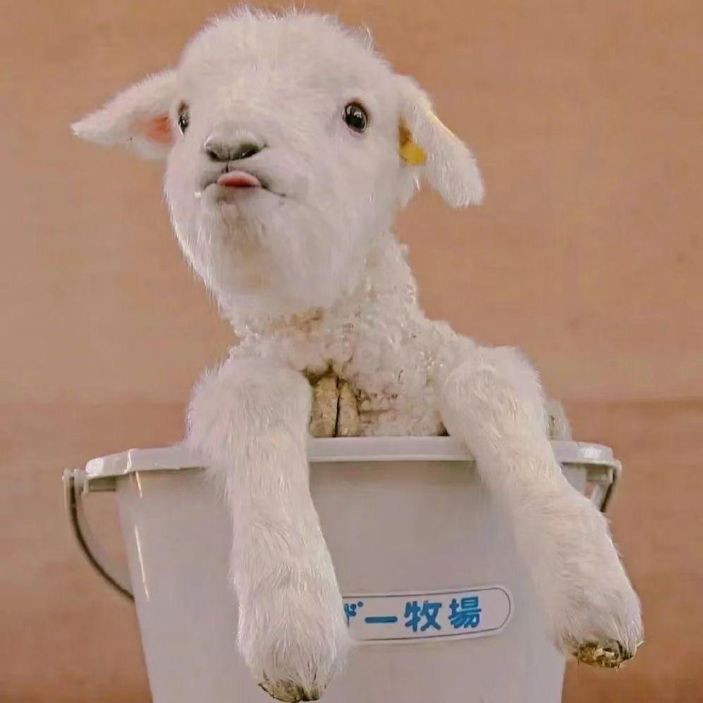 爱吃麦当当的旺仔