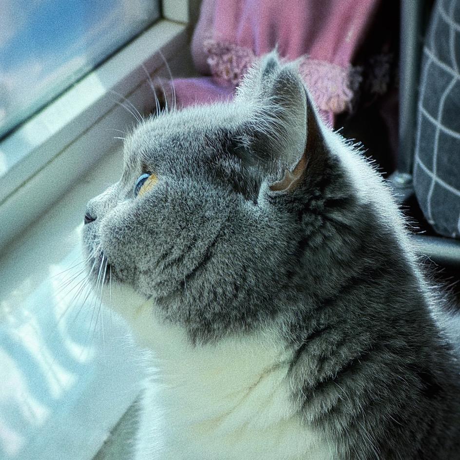 秋刀于和猫