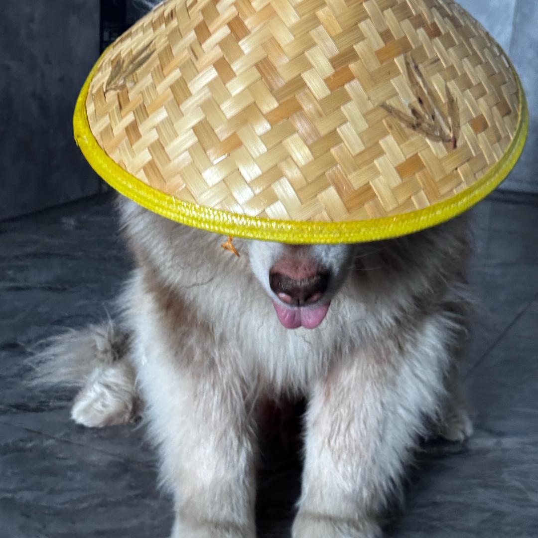 阿布
