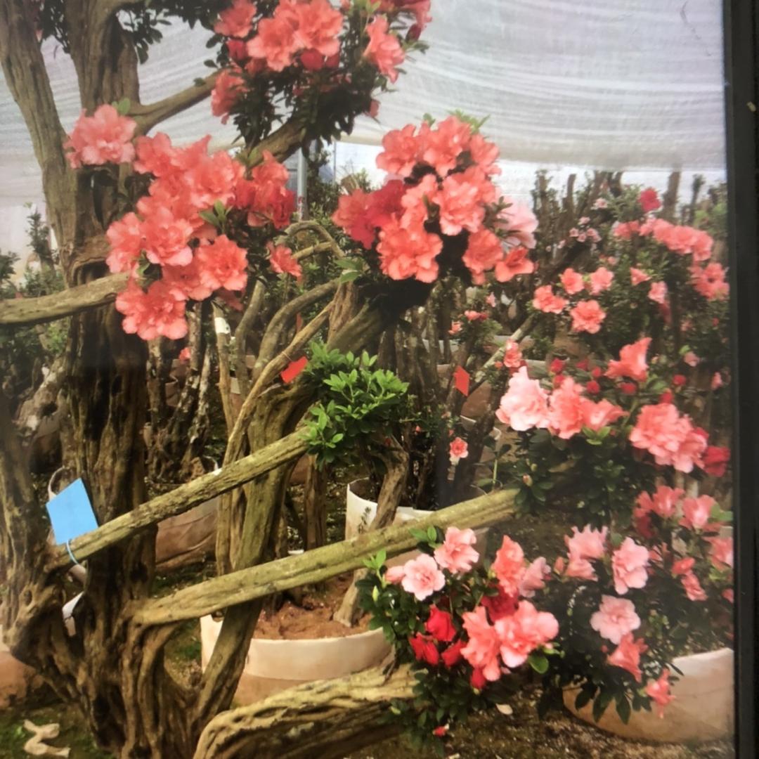 小陈家花园