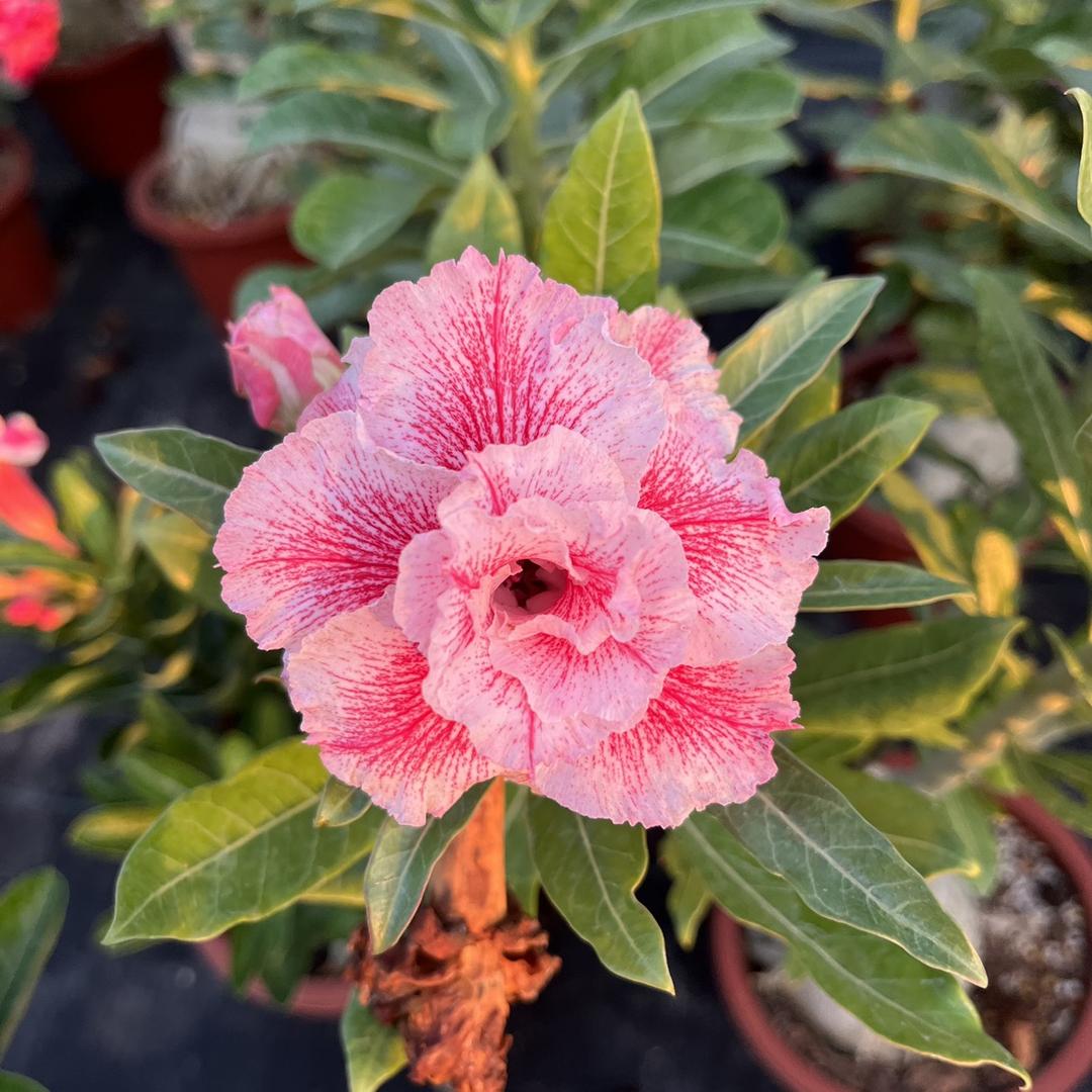 娜姐花卉