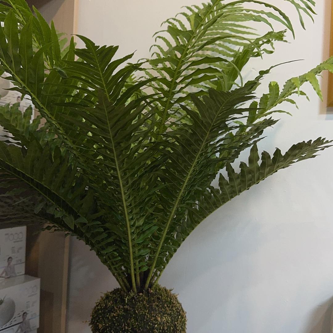 皇之养鑫钰鑫专卖店