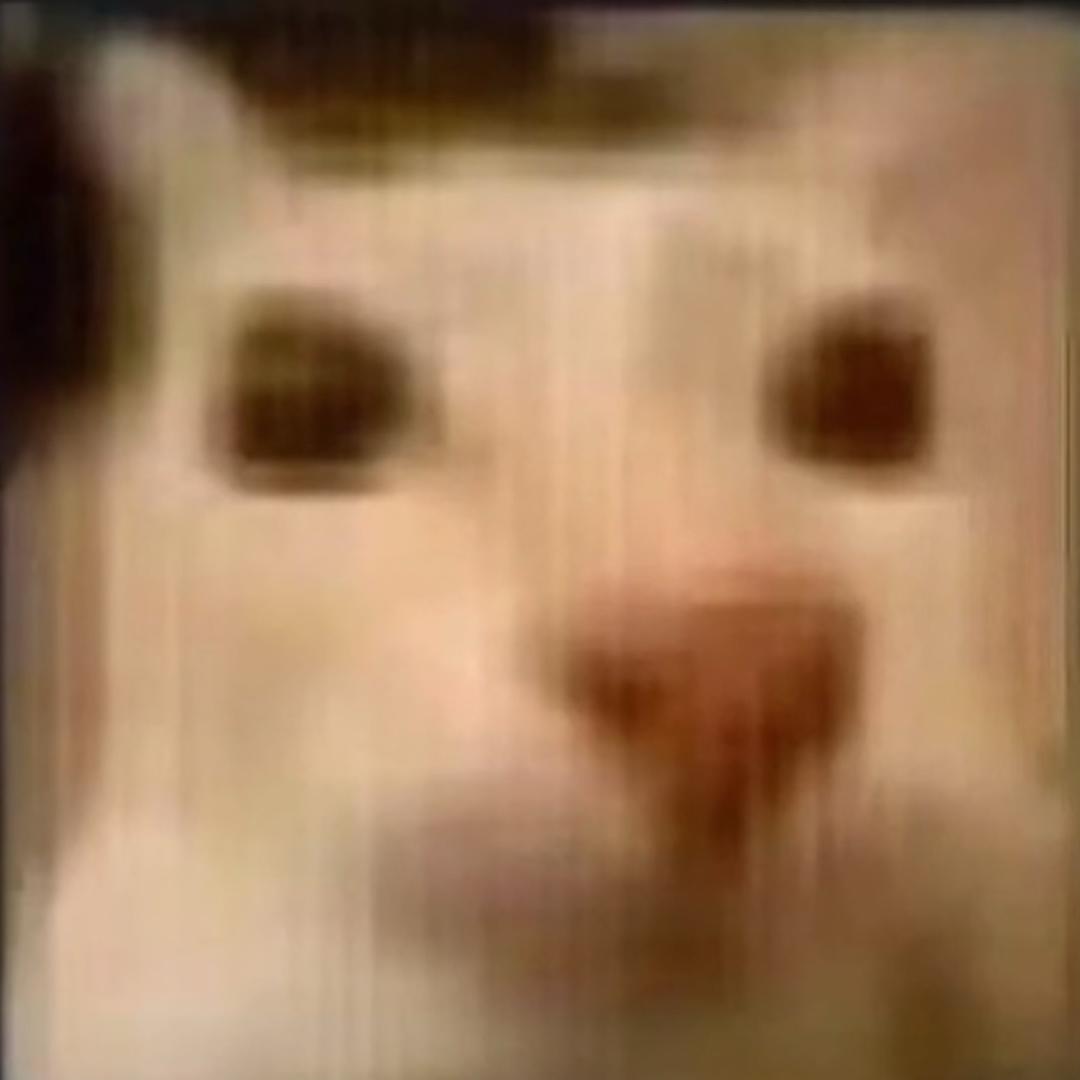 小猫海