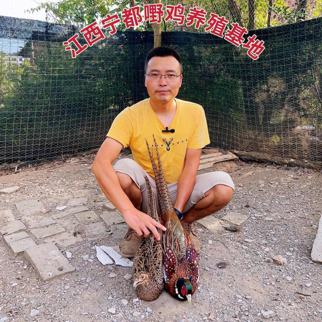 宁都山鸡养殖基地