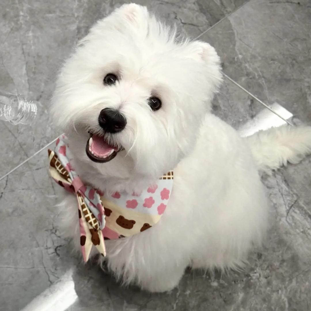 冰🧊冰家的西高地🐶