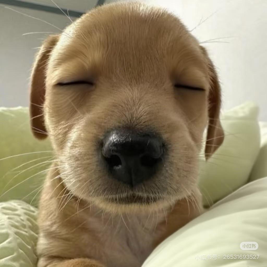 小不琳