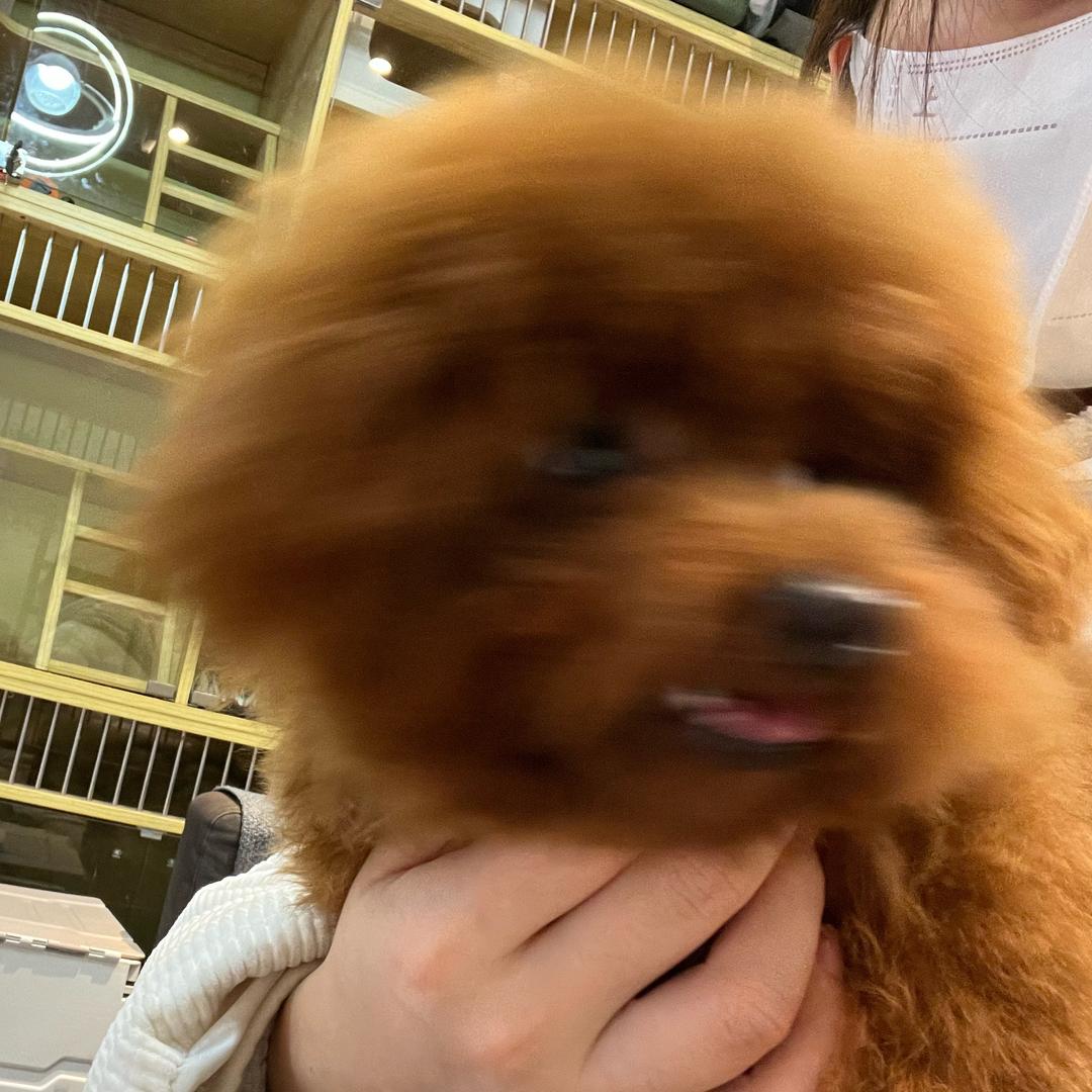 阿兜兜和小伙伴们