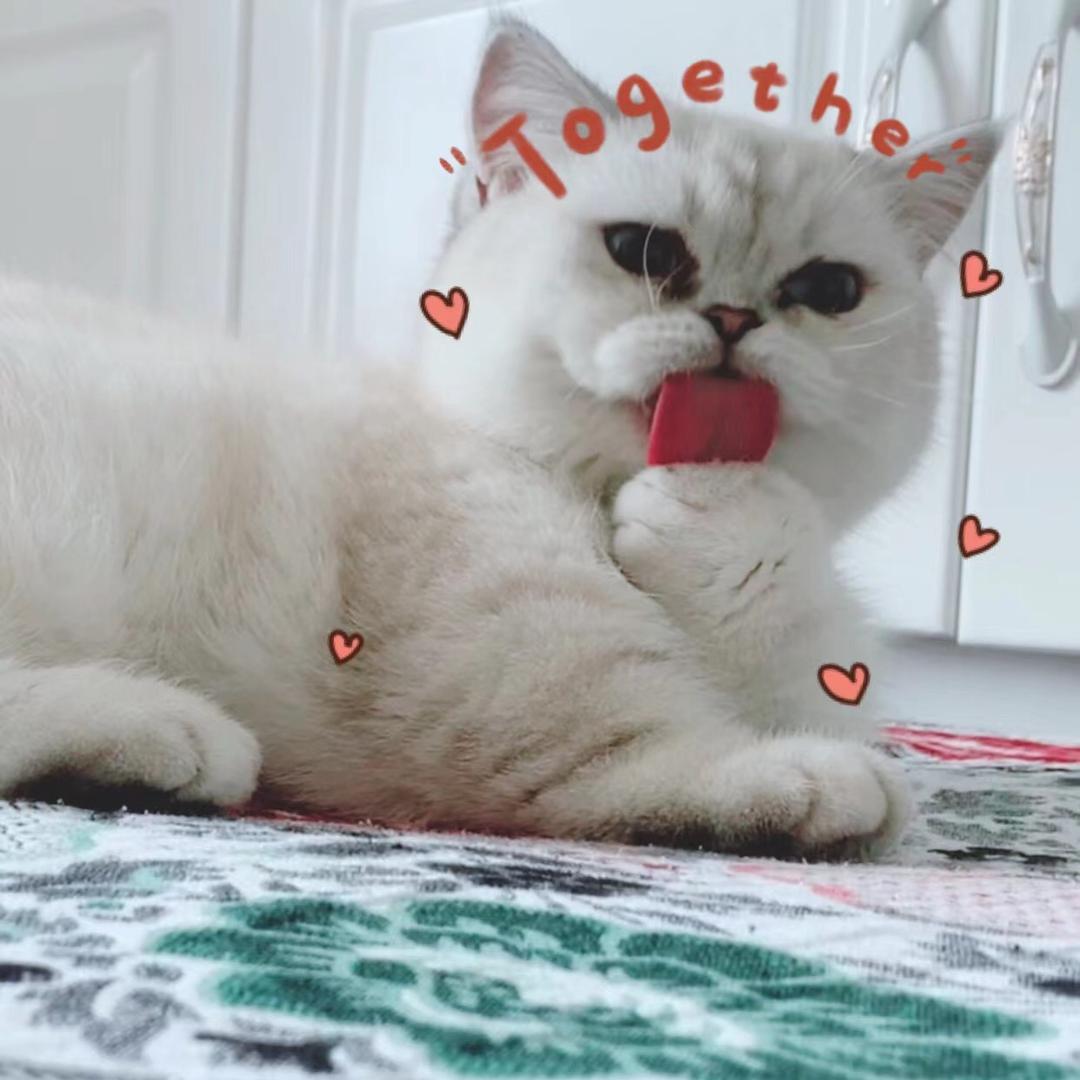 Alan蜀黍在画画（直播版）