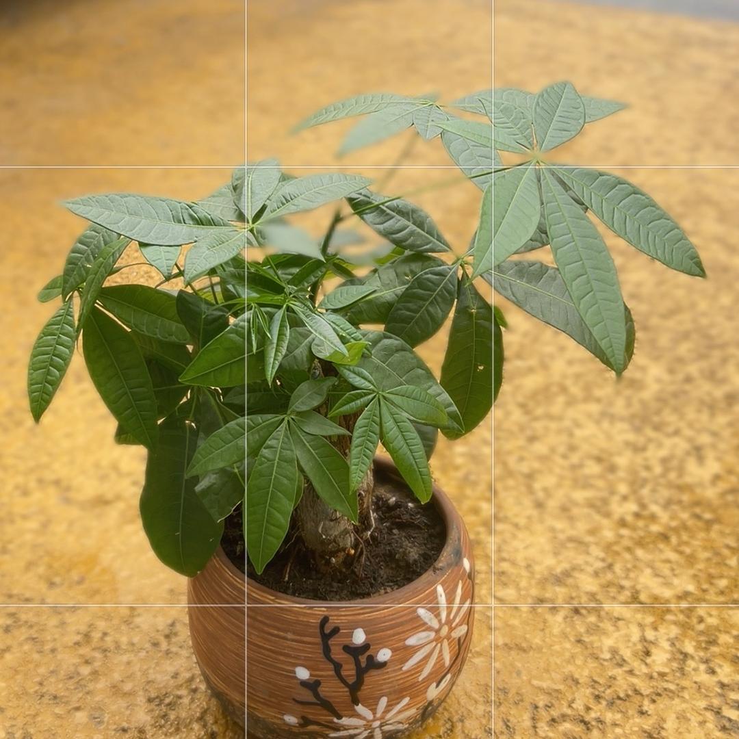 奶茶三分糖（C.c⁺童鞋  申港）