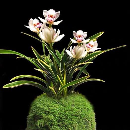 双楷绿植花卉