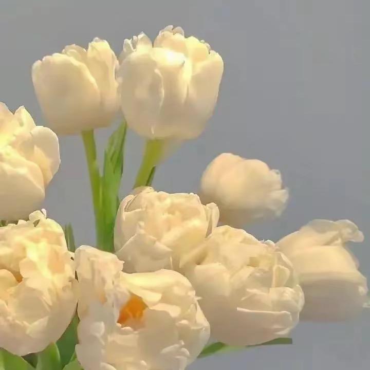 DaLi高端买手