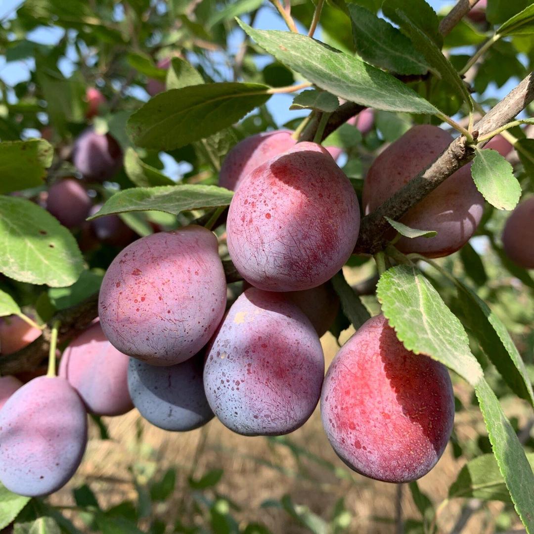 洲际果树苗木专营店