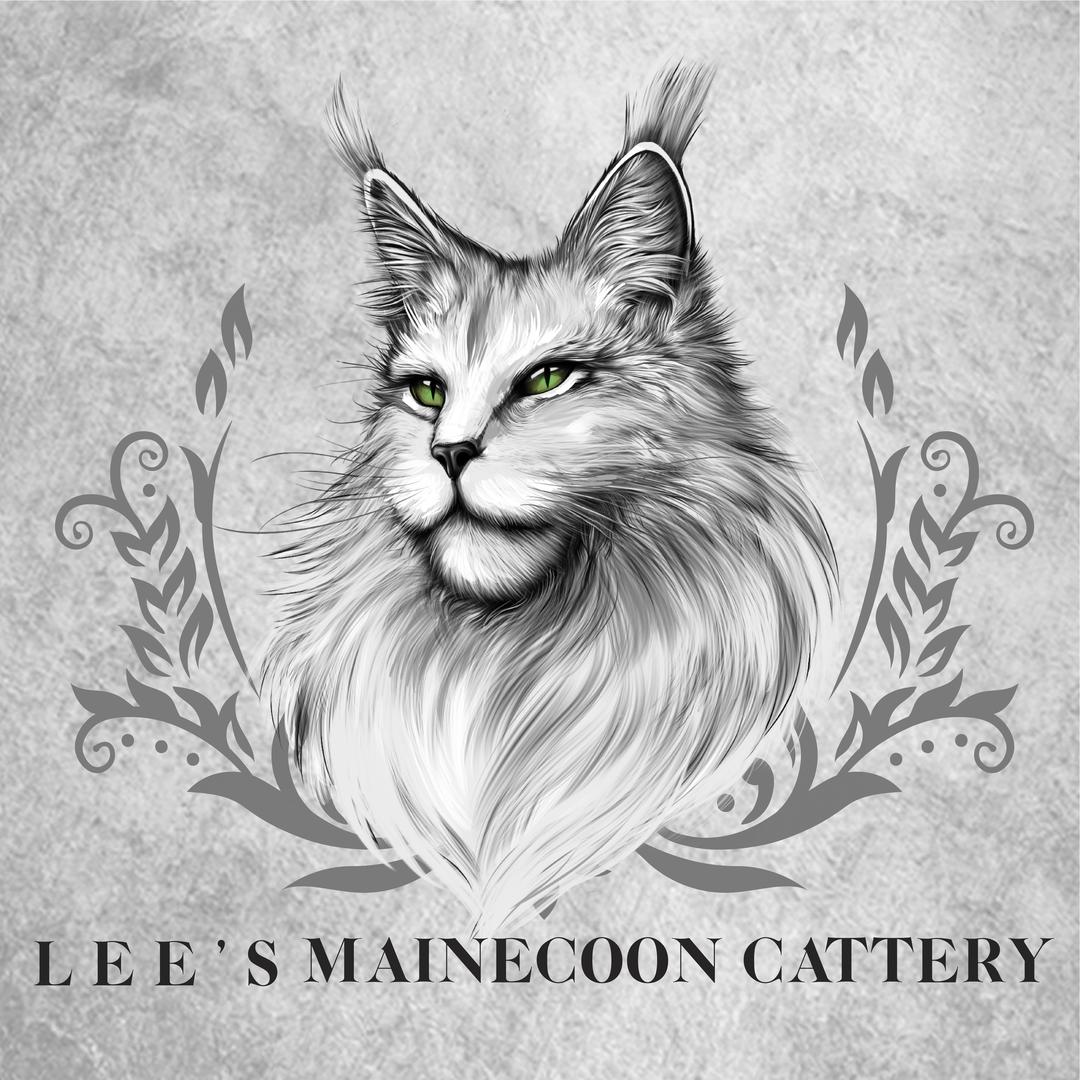 李的猫缅因猫舍