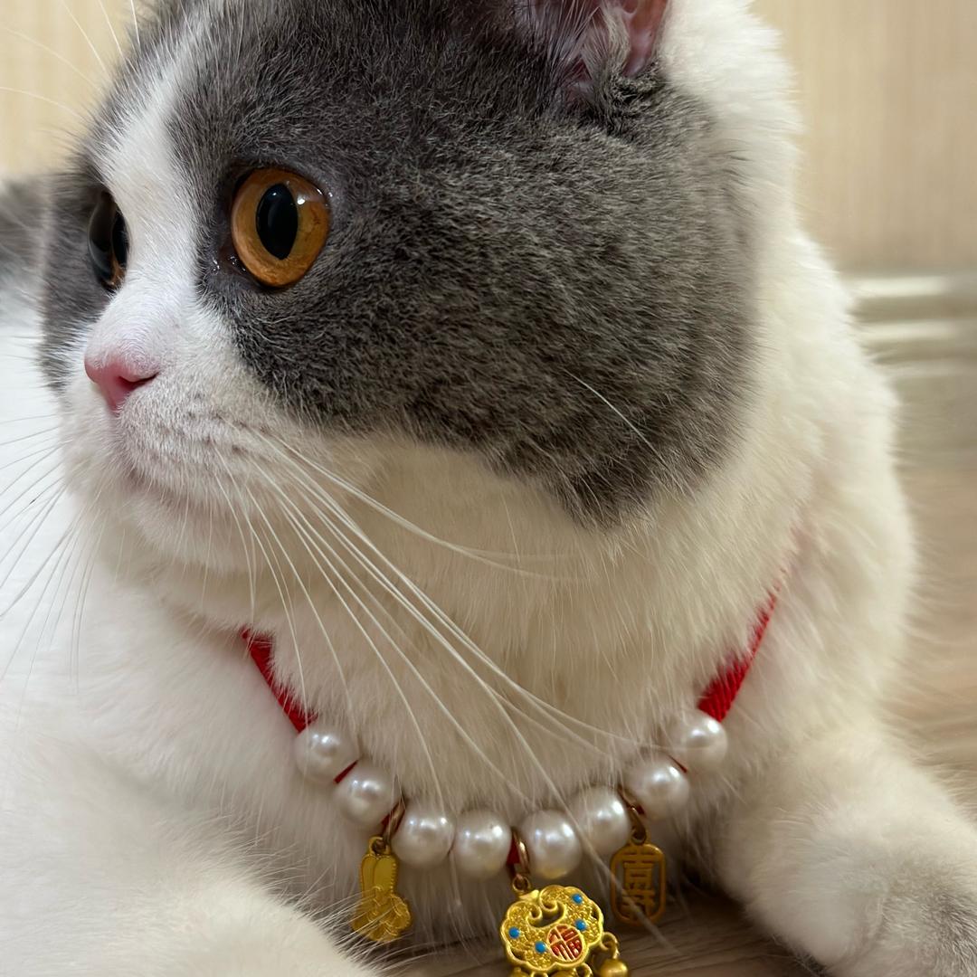 糖豆是只大脸喵