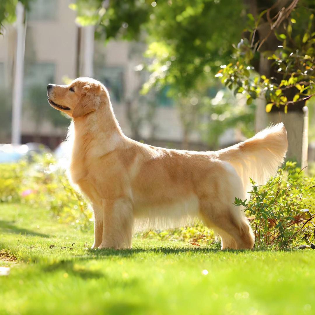 阳光海岸犬舍直播号2
